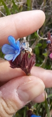 Anchusa