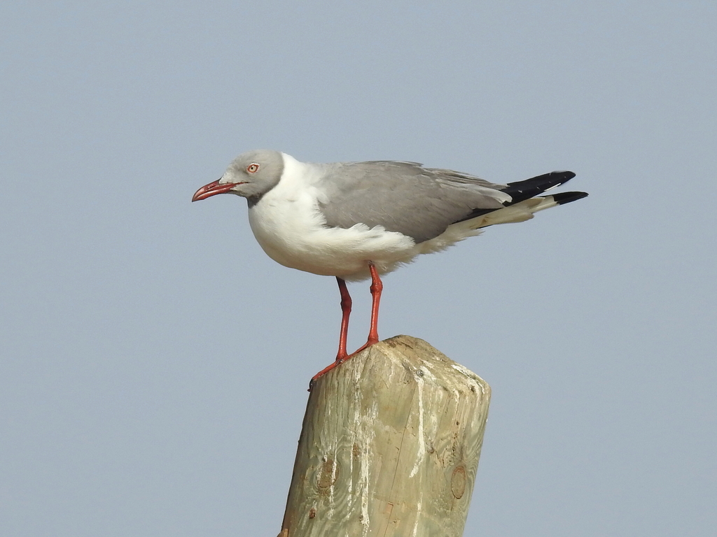 Grey-Headed Gull