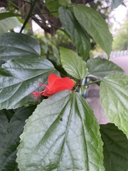 Malvaviscus penduliflorus