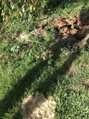 Climacodon dubitativus