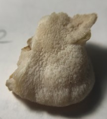 Climacodon dubitativus