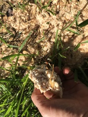 Climacodon dubitativus