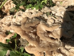 Climacodon dubitativus