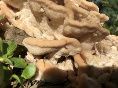 Climacodon dubitativus