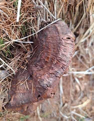 Gloeophyllum trabeum