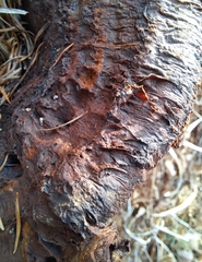 Gloeophyllum trabeum