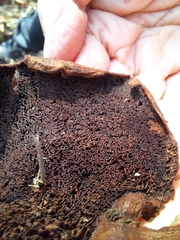 Gloeophyllum trabeum