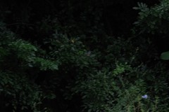 Dalbergia obovata