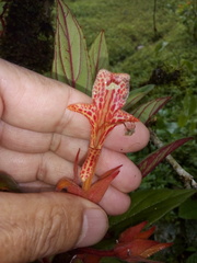 Columnea schiedeana