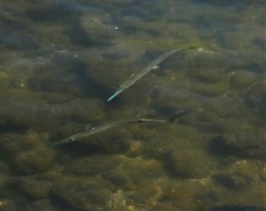 Tylosurus gavialoides