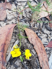 Gompholobium pinnatum