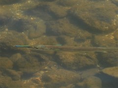 Tylosurus gavialoides