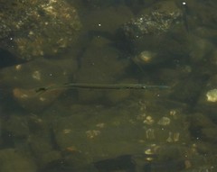 Tylosurus gavialoides