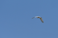 Ardea alba