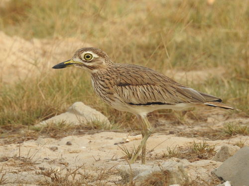 Senegal Thick-knee