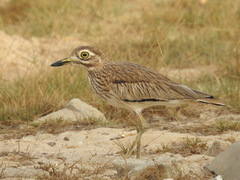 Senegal Thick-Knee photo 5
