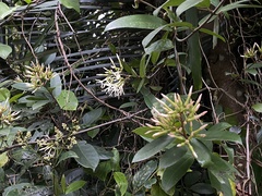 Anodendron benthamianum