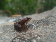 Minervarya sahyadris