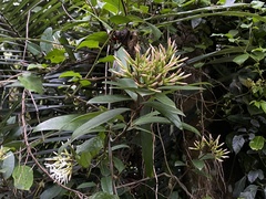 Anodendron benthamianum