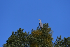 Ardea cinerea