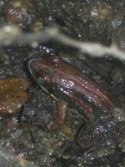 Minervarya sahyadris