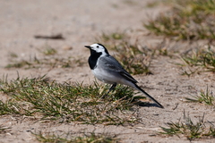 Motacilla alba