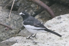 Motacilla grandis