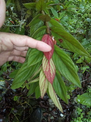 Columnea schiedeana