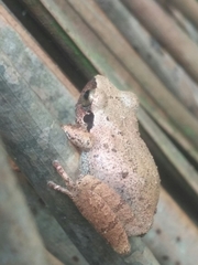 Pseudophilautus wynaadensis