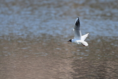 Chroicocephalus ridibundus