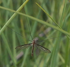 Leptotarsus hilli