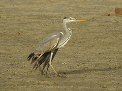 Ardea cinerea