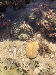 Anthopleura sola