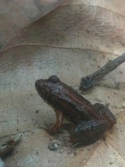 Minervarya sahyadris