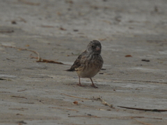 Crithagra leucopygia