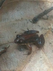 Minervarya sahyadris