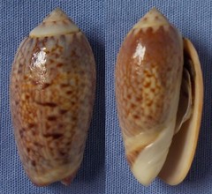 Oliva tigridella