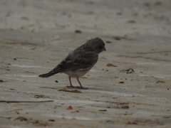 Crithagra leucopygia