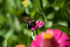 Xylocopa californica diamesa