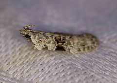 Hypatima simulacrella