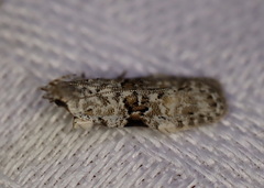 Hypatima simulacrella