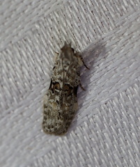 Hypatima simulacrella