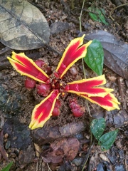 Etlingera littoralis