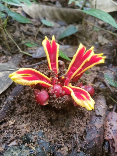 Etlingera littoralis, photograph 3