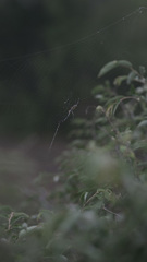 Argiope australis