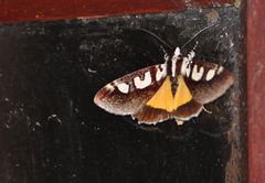 Neotuerta lycaon