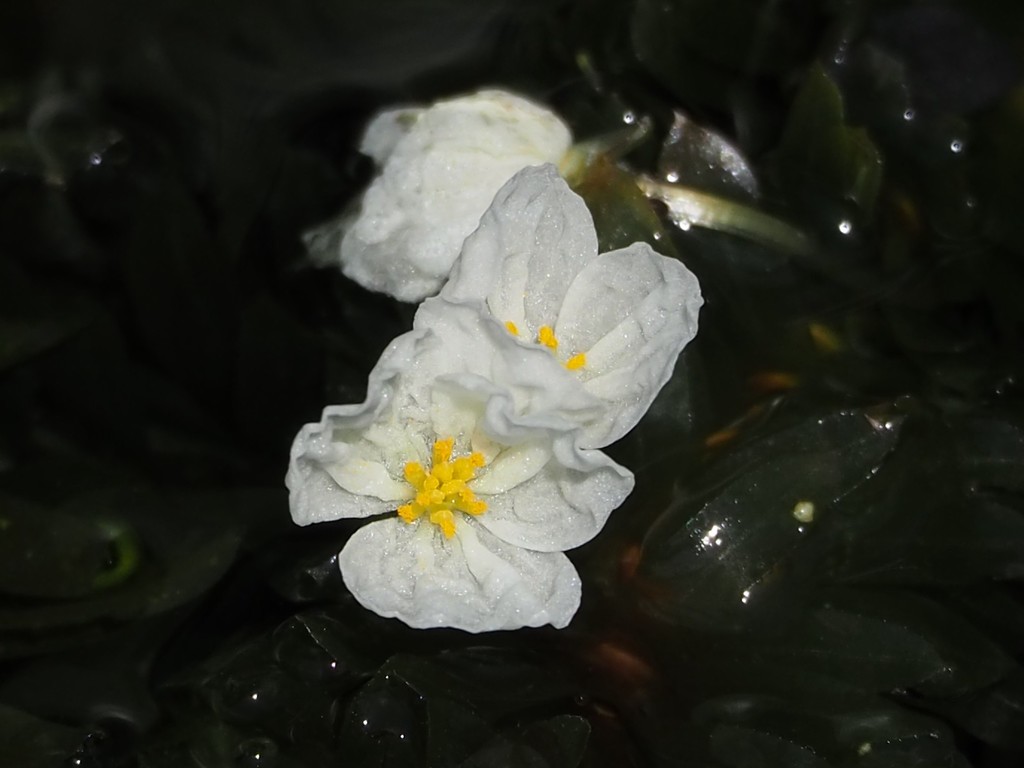 Brazilian elodea (Elodea densa)