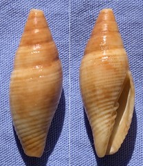 Domiporta