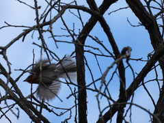Myiagra rubecula