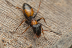 Opisthopsis picta